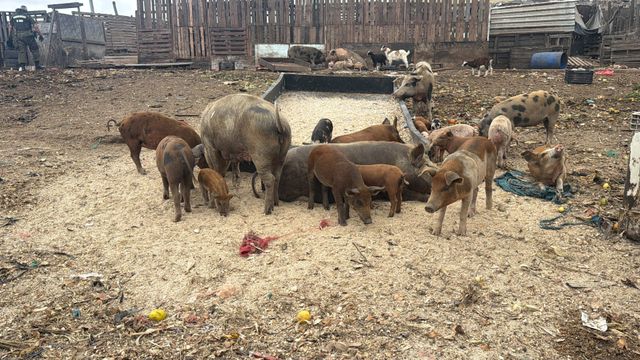 ANIMALES ANIMALES