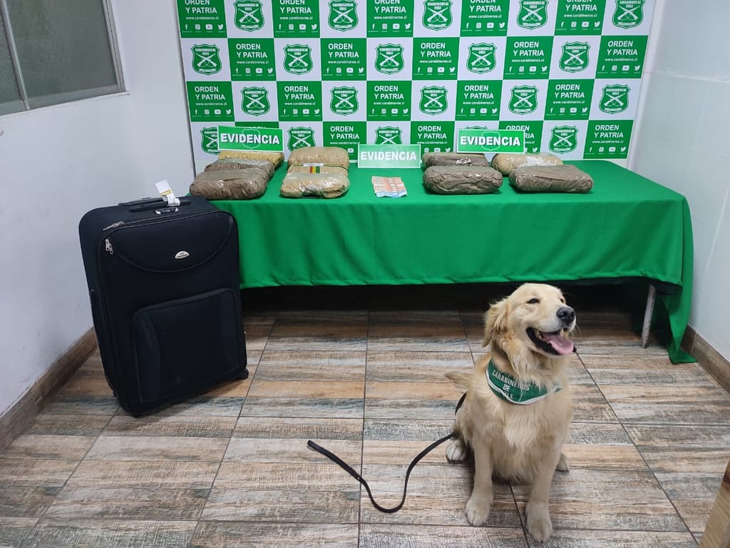 perrito con droga perrito con droga