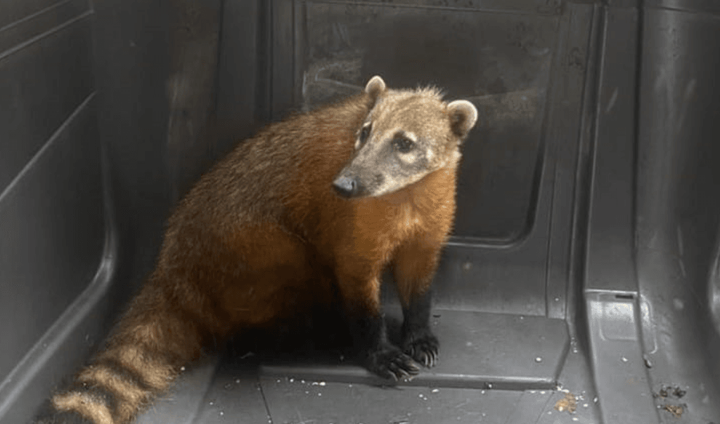 coati pdi coati pdi