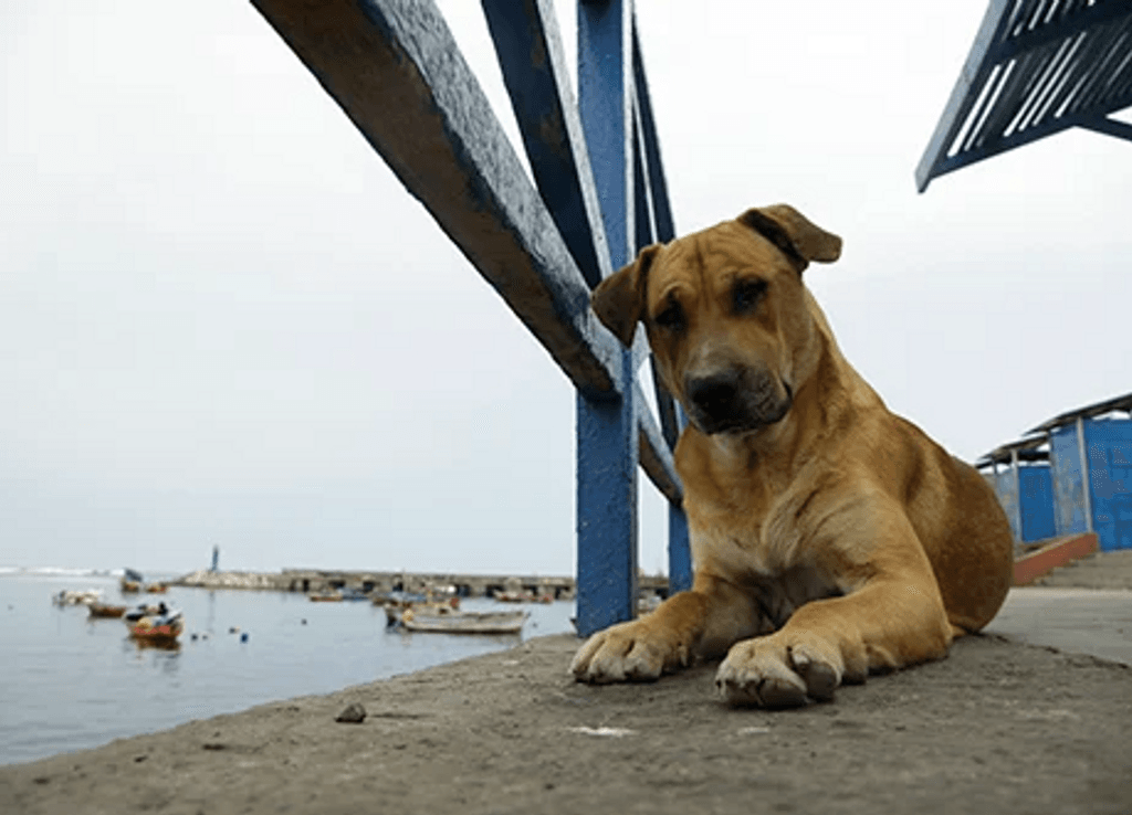 perrito maltrato animal perrito maltrato animal