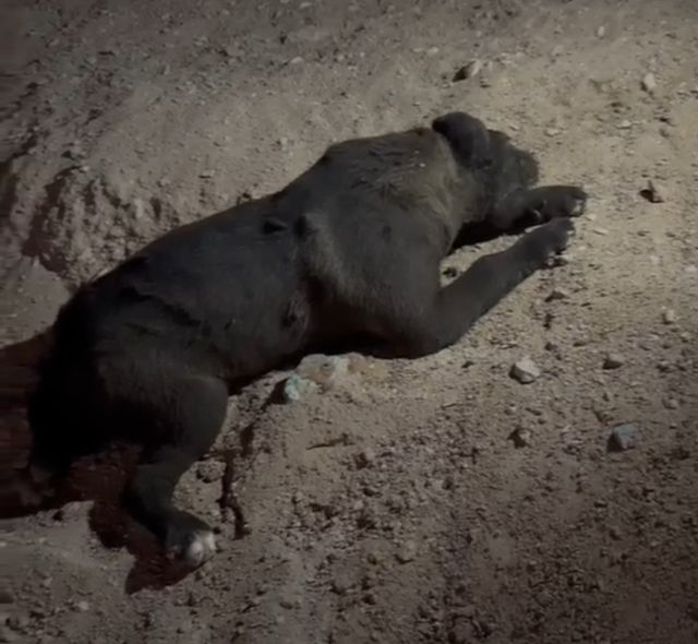 Perrito apuñalado