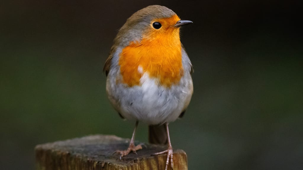 Observar aves ayuda a la salud mental