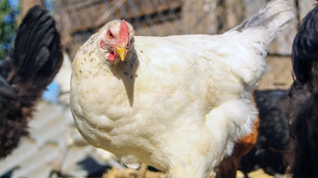 Influenza Aviar Influenza Aviar