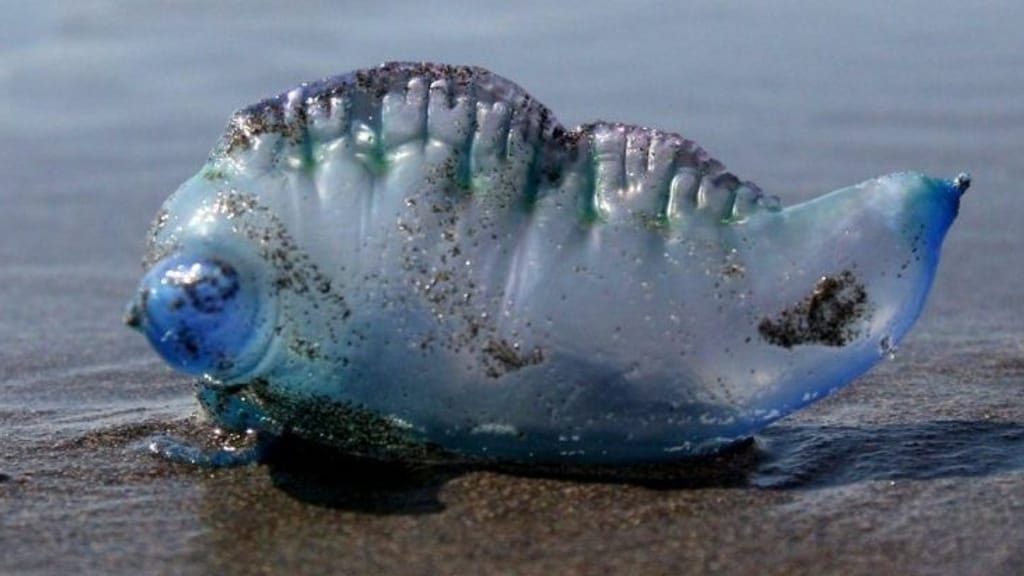 Fragata portuguesa Fragata portuguesa