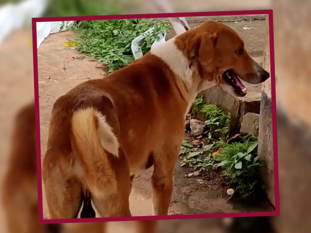 Perro india Perro india