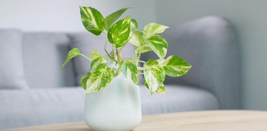 plantas plantas