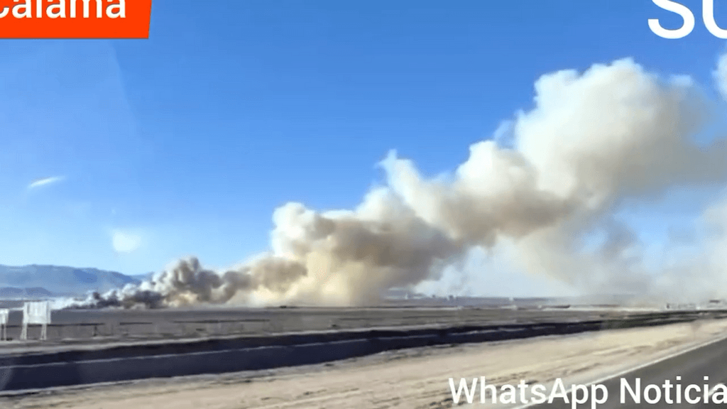 RANITA DEL LOA RANITA DEL LOA