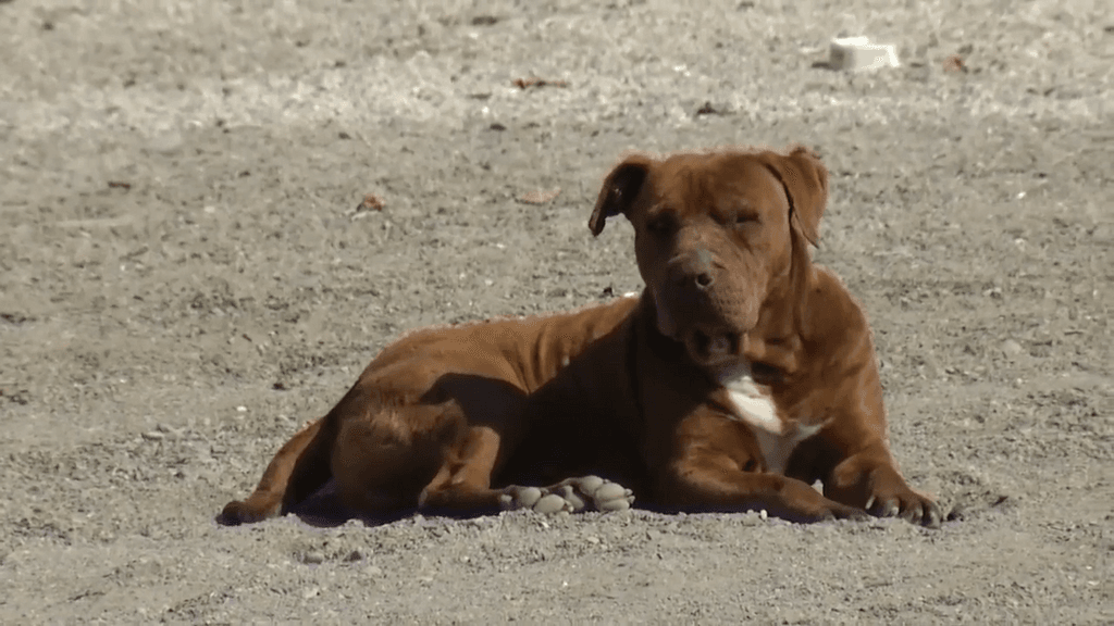 mordeduras mordeduras