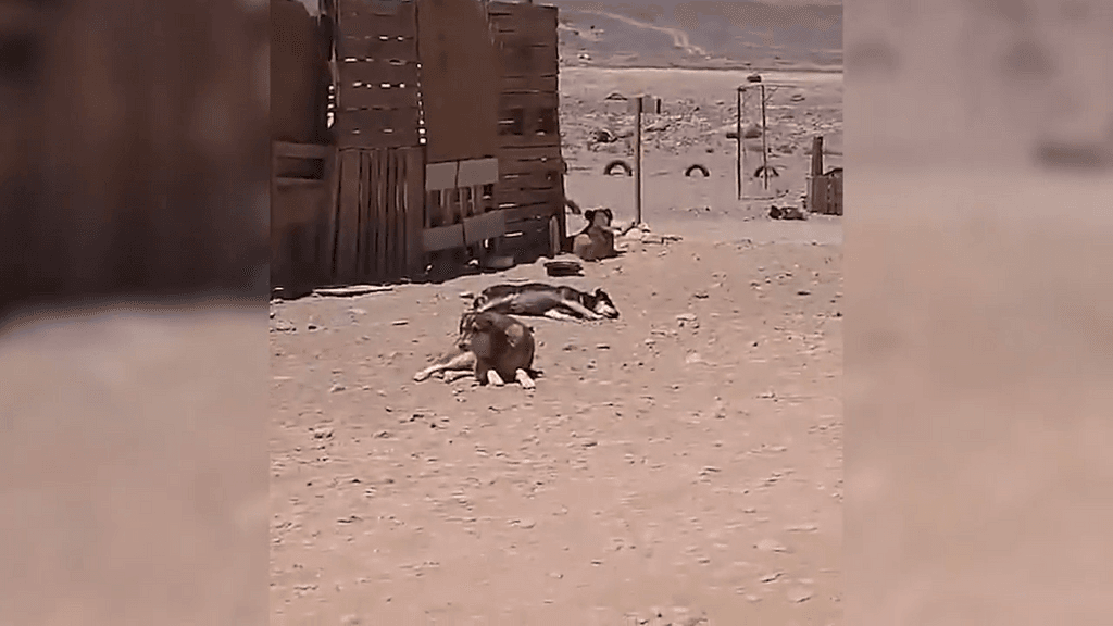 PERROS SPA PERROS SPA