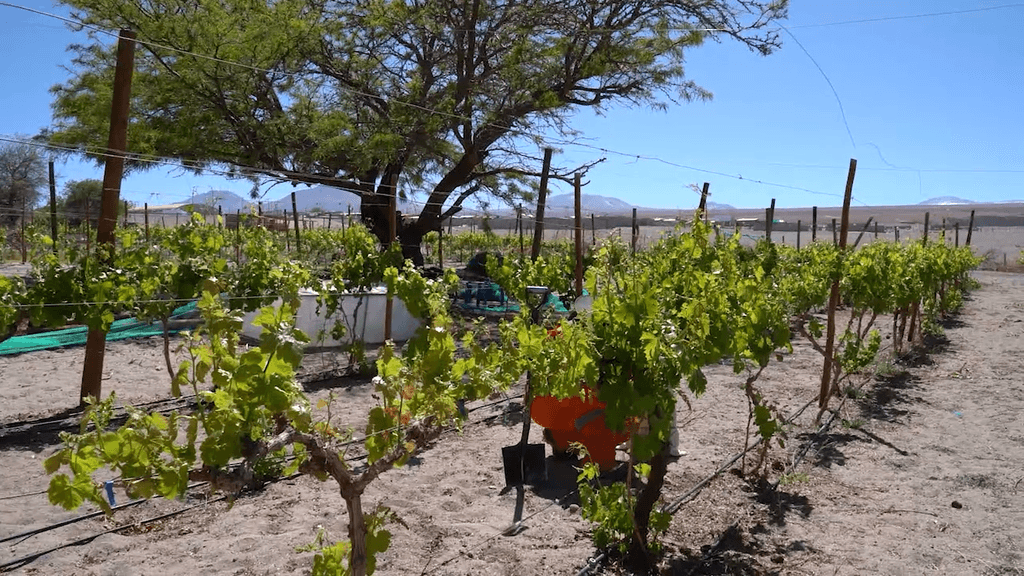 agricultura toconao agricultura toconao