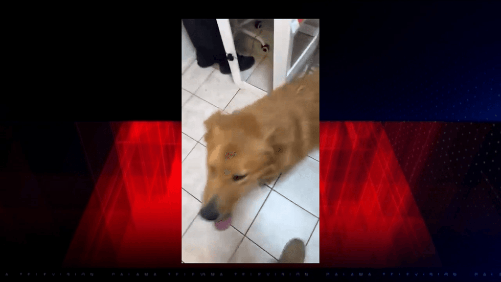 perro maltratado