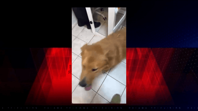 perro maltratado