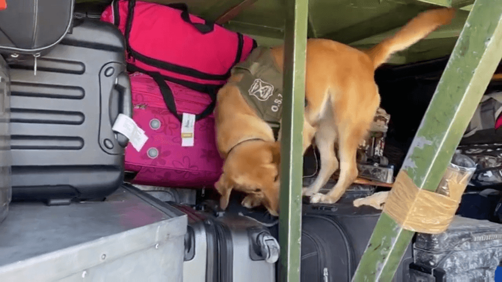 narco equipajes narco equipajes