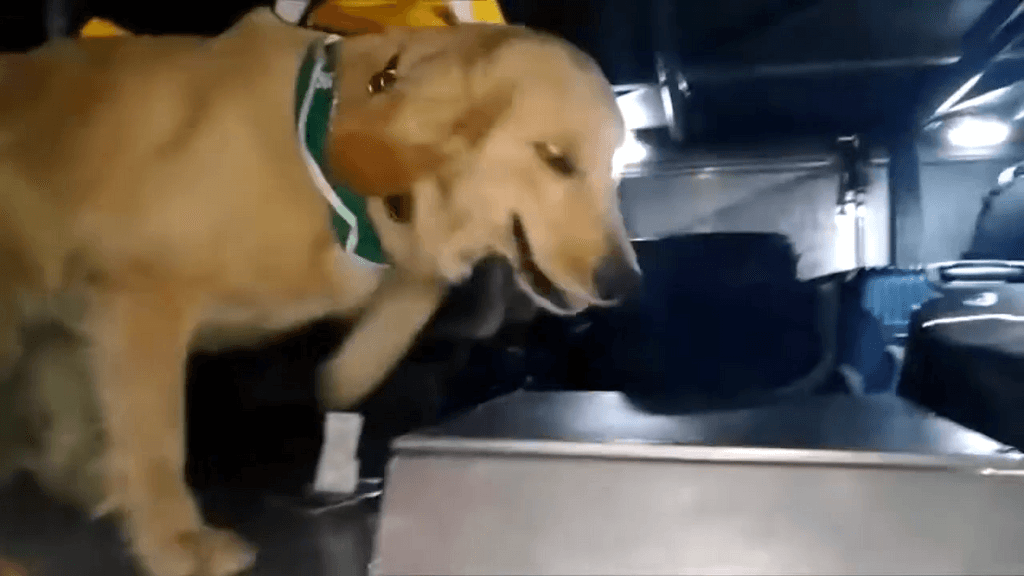 DROGAS EN BUSES DROGAS EN BUSES