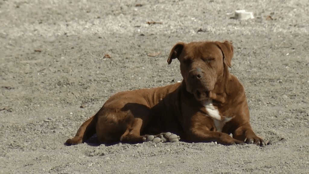 perros spa perros spa