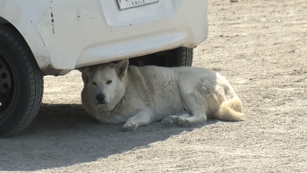 mordeduras mordeduras