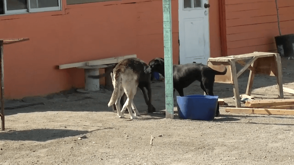 ataque perros spa ataque perros spa