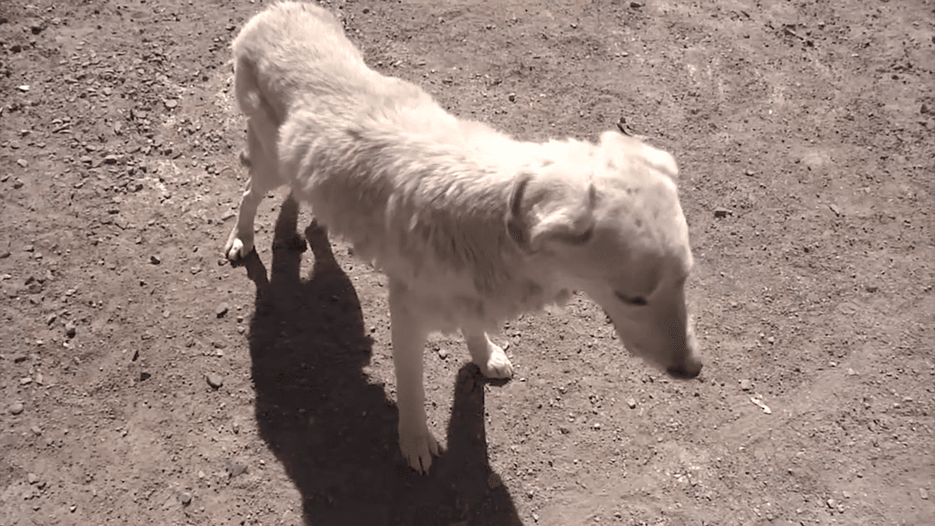 esterilizacion alto loa esterilizacion alto loa