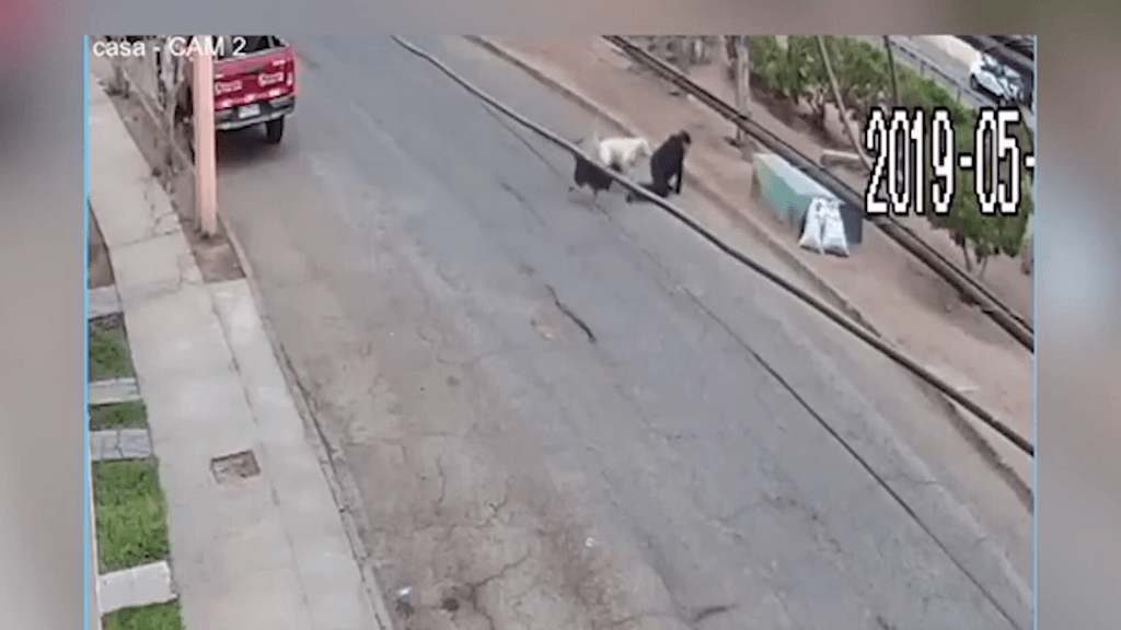 mordedura de perros mordedura de perros