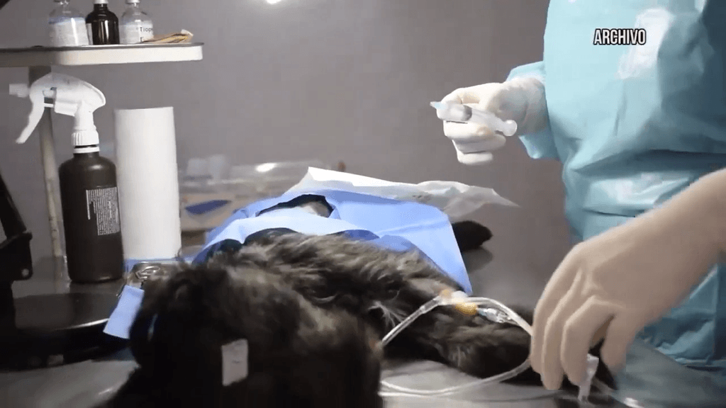 programa mascotas programa mascotas