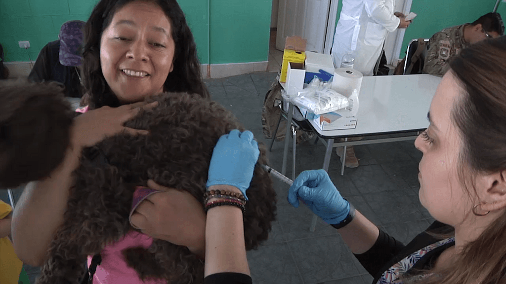 vacunación contra la rabia vacunación contra la rabia