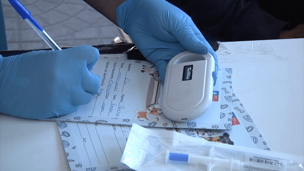 chip mascotas chip mascotas