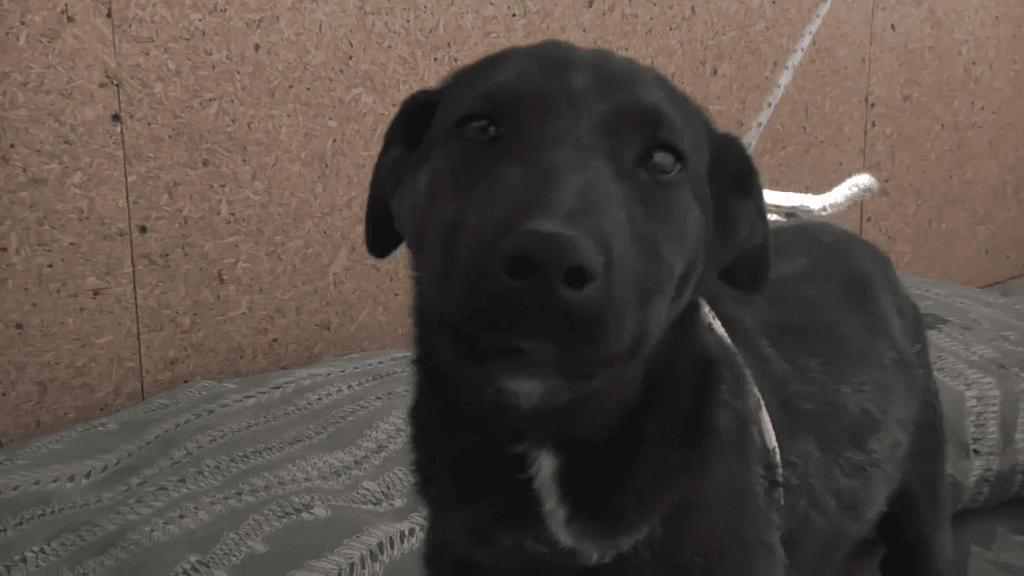 esterlización esterlización