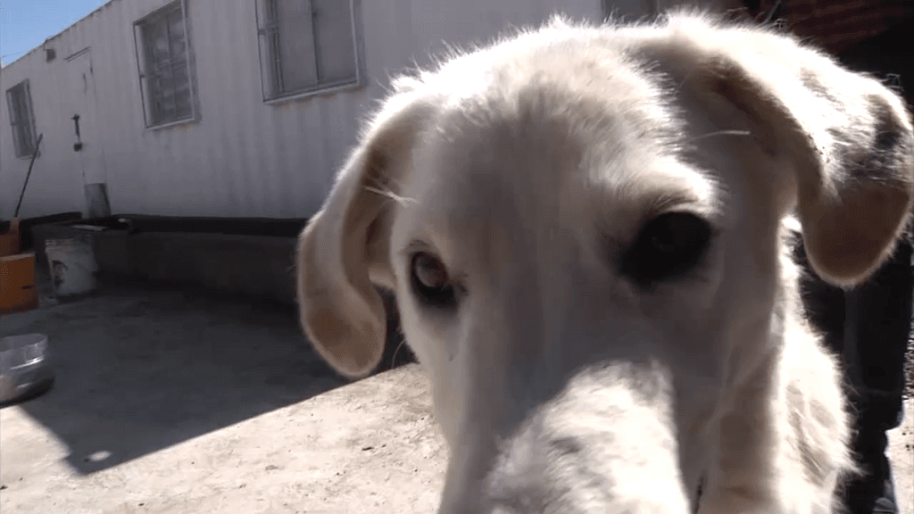 tenencia responsable tenencia responsable