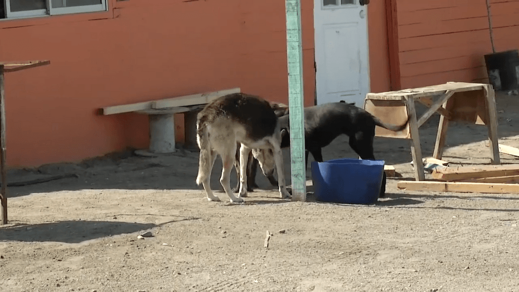 perros en spa perros en spa