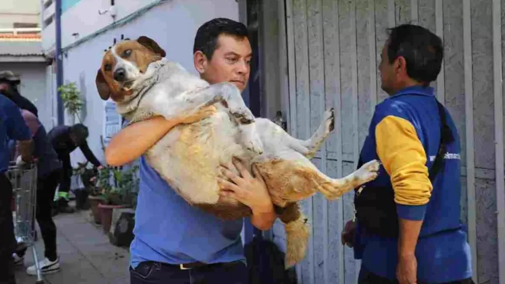 Animales-768x432 Animales-768x432