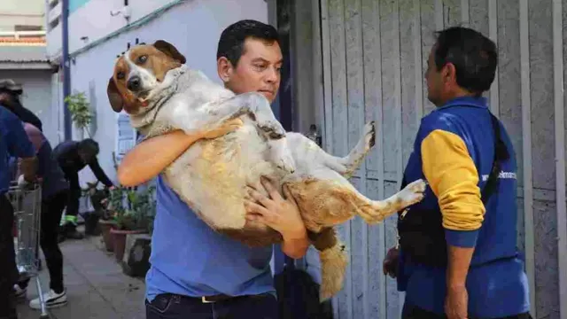 Animales-768x432 Animales-768x432