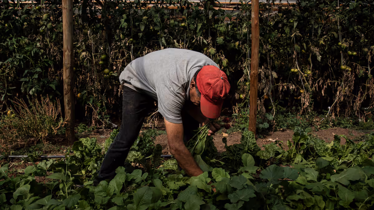 agricultores agricultores