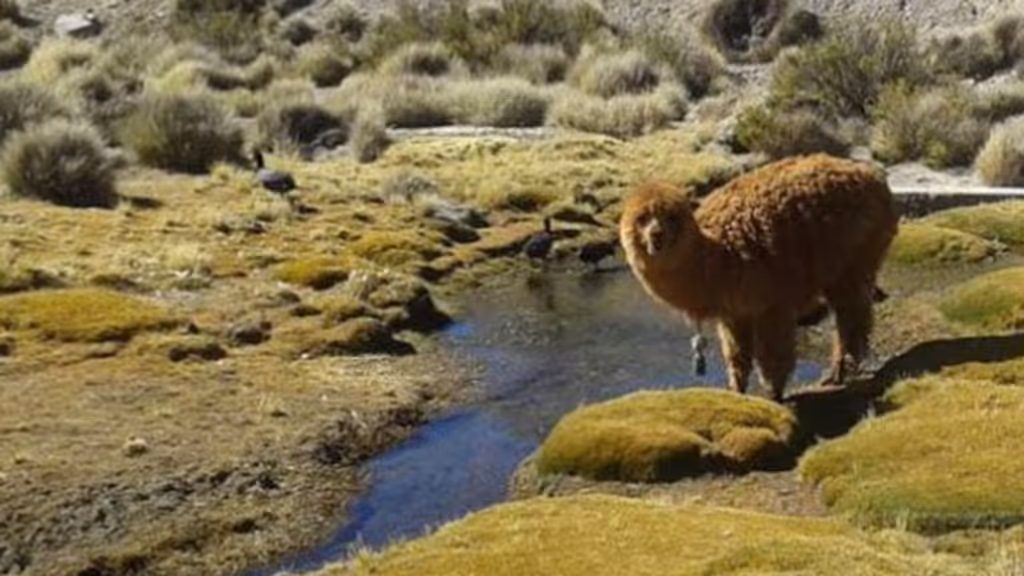 medioambiente medioambiente