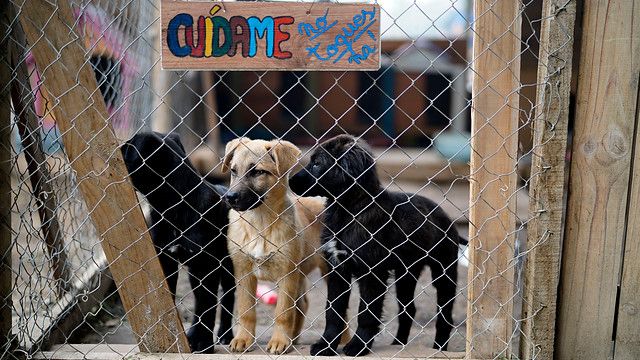 Aumenta el abandono o maltrato animal Aumenta el abandono o maltrato animal