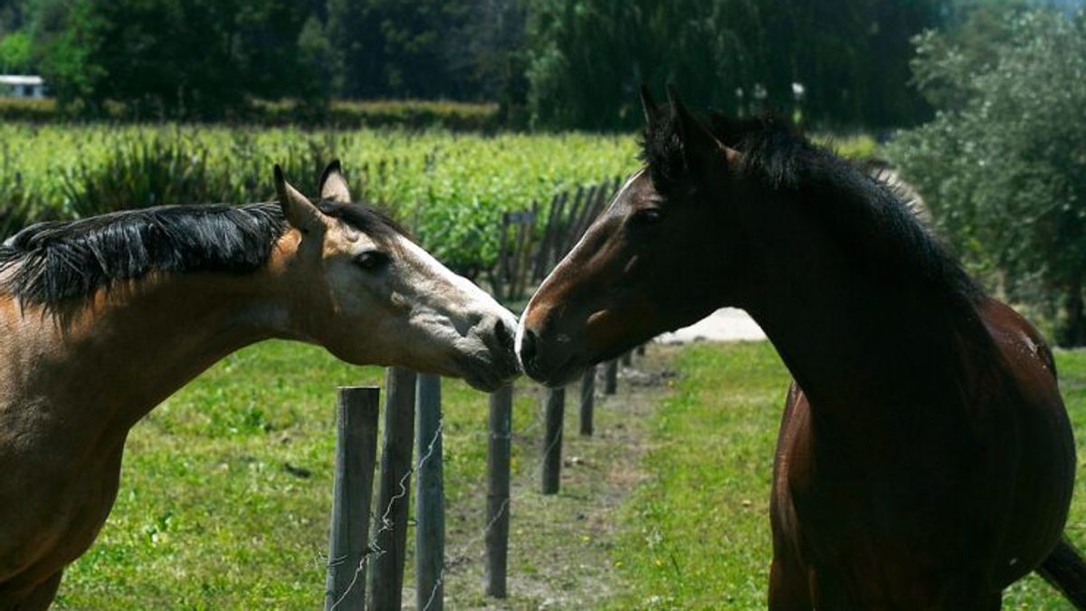 Caballos Caballos