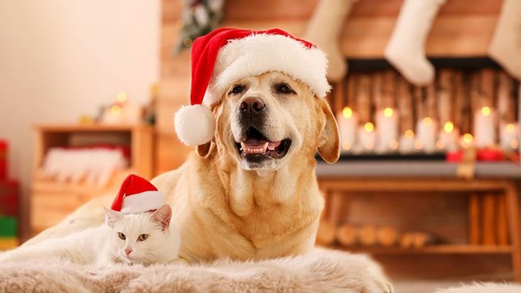 Cena para perros y gatos