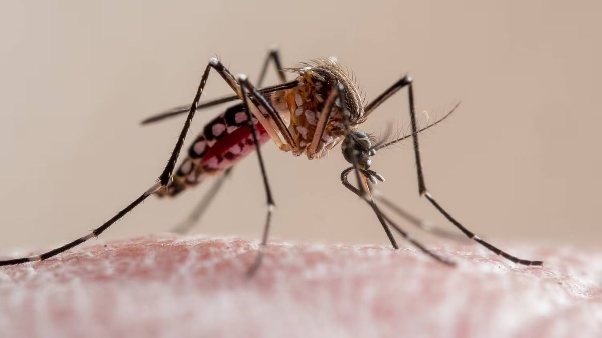 Mosquito, dengue Mosquito, dengue