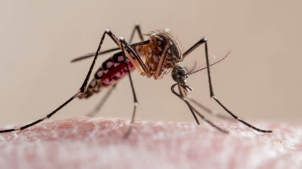 Mosquito, dengue Mosquito, dengue