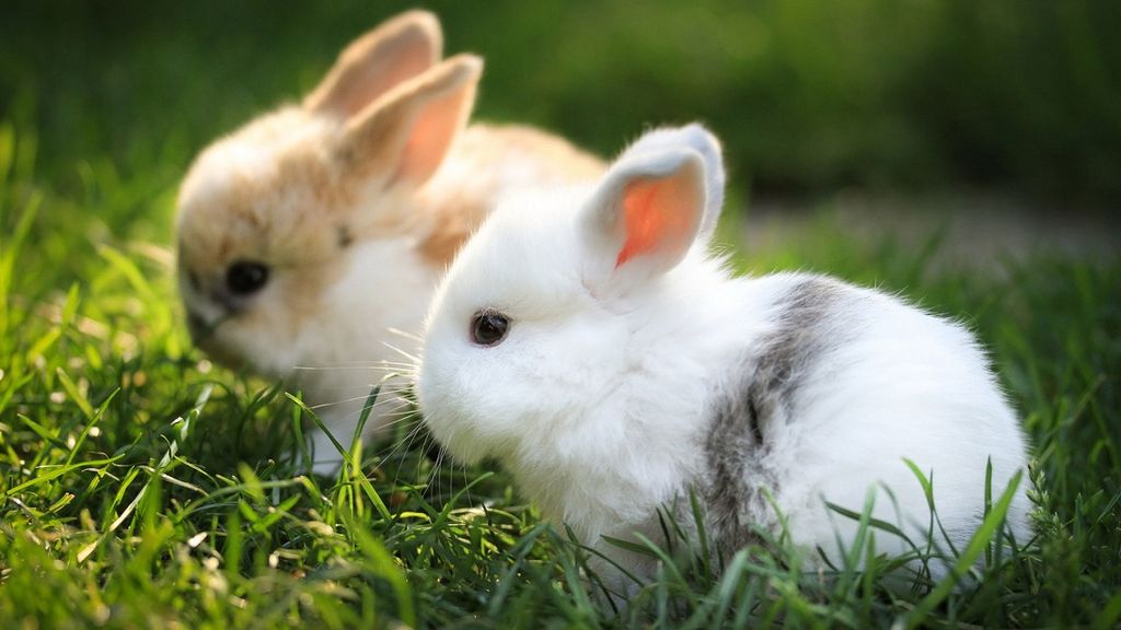 Cosméticos en animales Cosméticos en animales