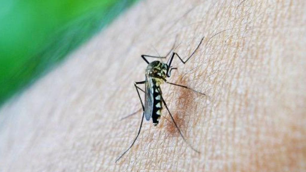 dengue dengue