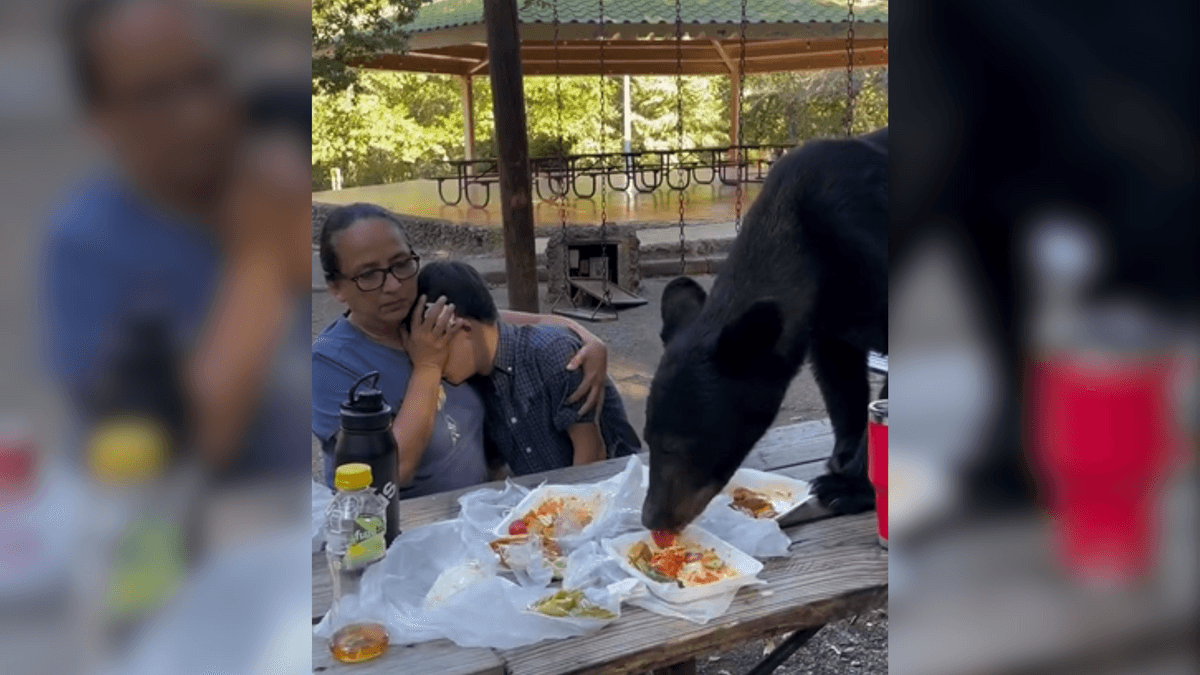 oso sorprende a familia en picnic