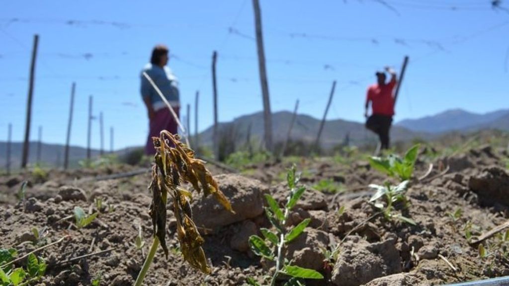 Emergencia agrícola Emergencia agrícola