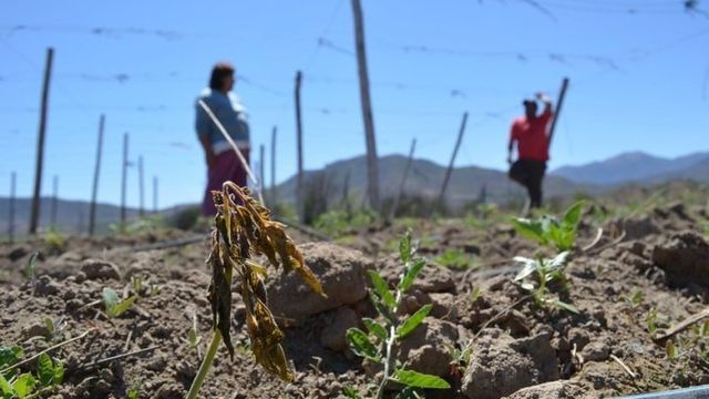 Emergencia agrícola Emergencia agrícola