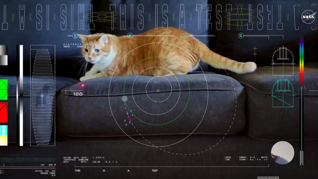 Video gato Video gato