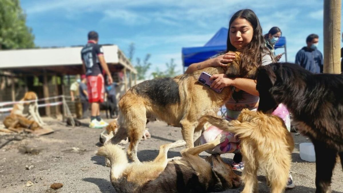 perros curico perros curico