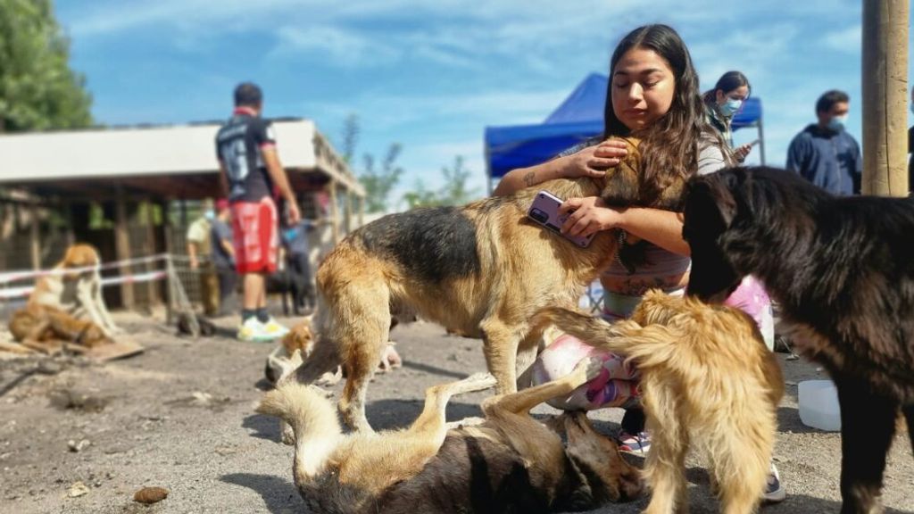 perros curico