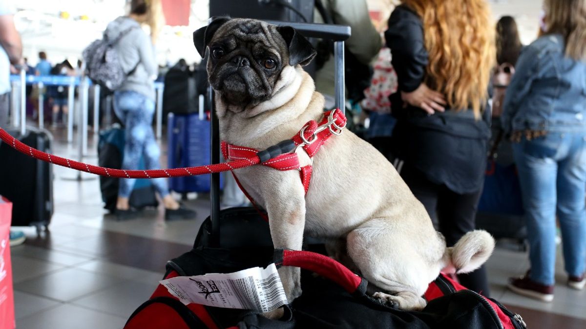 Viajes internacionales con mascotas