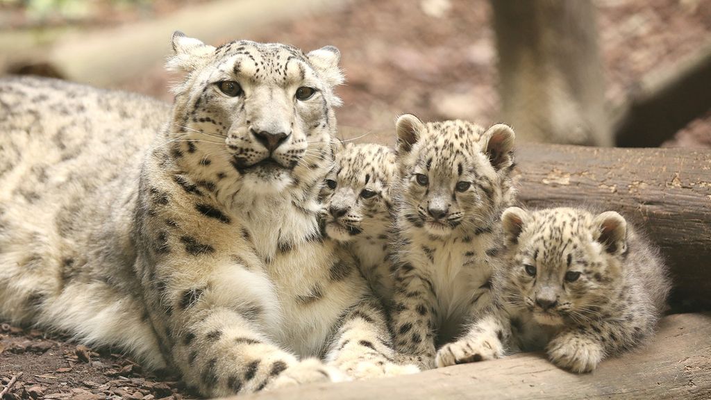 Leopardo de las nieves Leopardo de las nieves