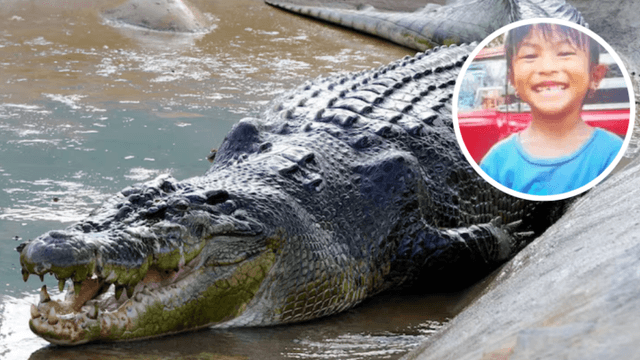 cocodrilo malasia cocodrilo malasia