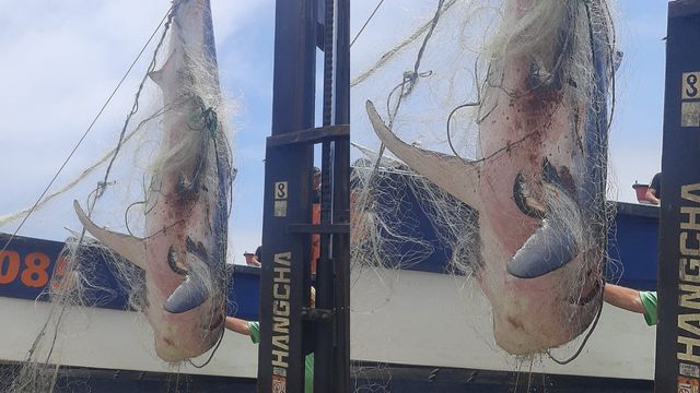 Tiburón Mako Tiburón Mako